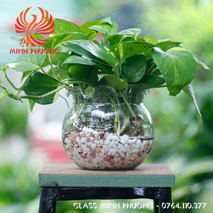 BÌNH THỦY TINH NUÔI CÁ ĐỂ BÀN,CHẬU CÁ THỦY TINH MINI,BÌNH THỦY TINH TRỒNG CÂY THỦY SINH