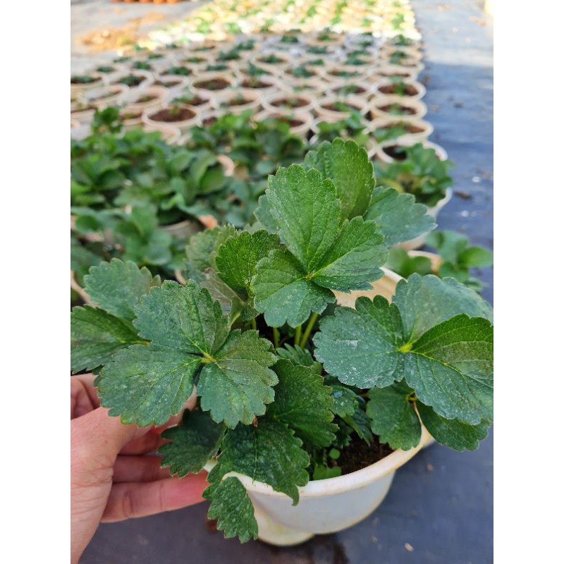 Chậu cây dâu tây Pháp