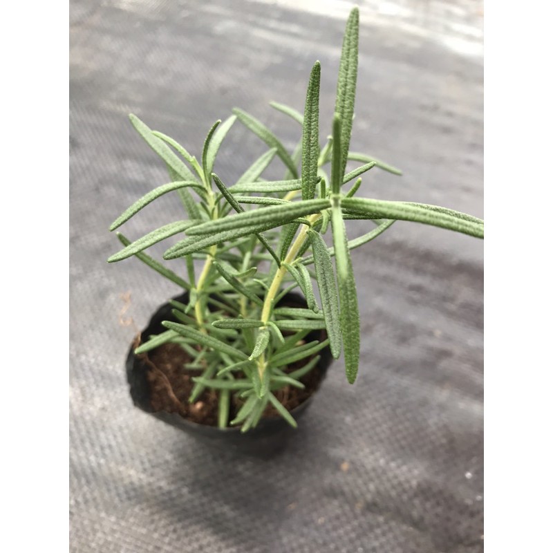 Bầu giống cây HƯƠNG THẢO - Rosemary