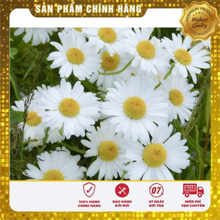 Hạt Giống Hoa Cúc Chi Trắng (50 hạt)