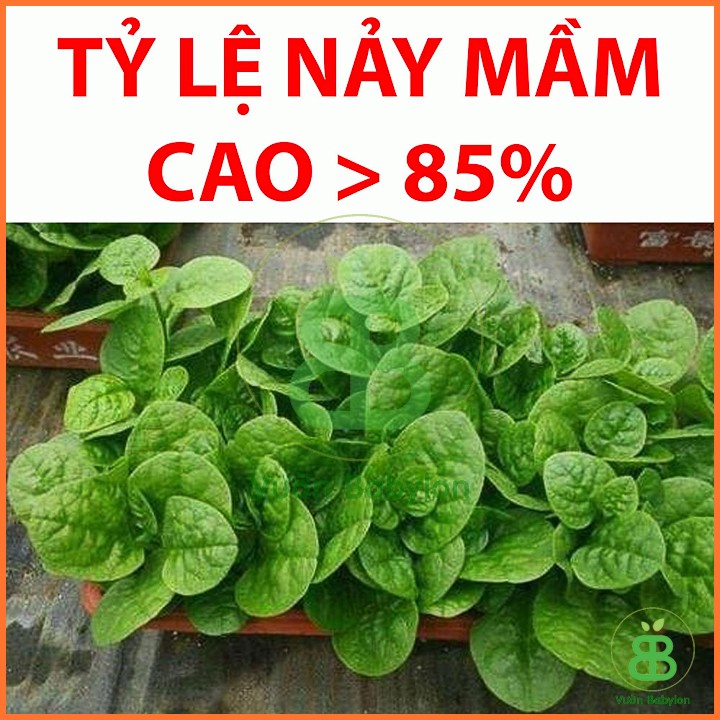 Hạt Giống Mồng Tơi Cao Sản 50Gr - Hạt Giống Mồng Tơi Dễ Trồng,Giàu Dinh Dưỡng