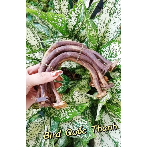 Cầu cong gỗ