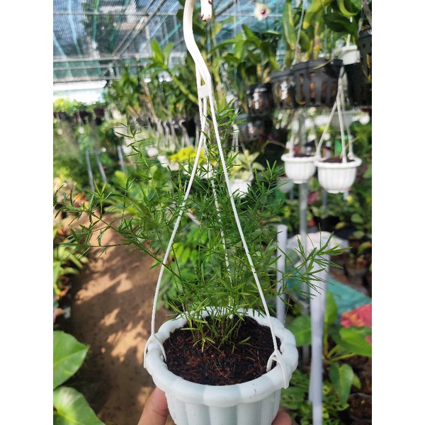 Tùng đuôi chồn chậu mini