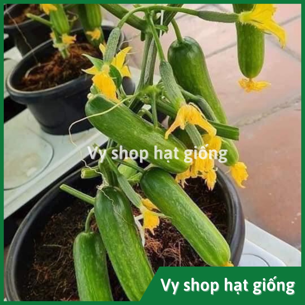 Hạt giống dưa chuột chùm tự thụ phấn  Thái Lan gói 4-5 hạt