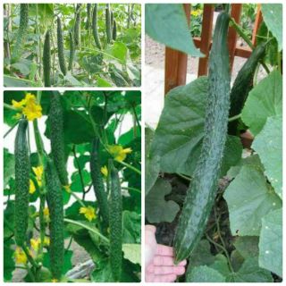 HẠT GIỐNG DƯA CHUỘT NHẬT CHỊU NHIỆT CHOKA F1