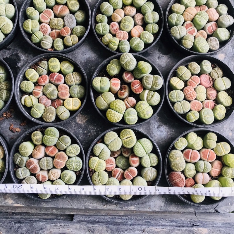 SEN THẠCH LAN, SEN ĐÁ  MÔNG SIÊU CUTE, LITHOPS NHIỀU MÀU SẮC