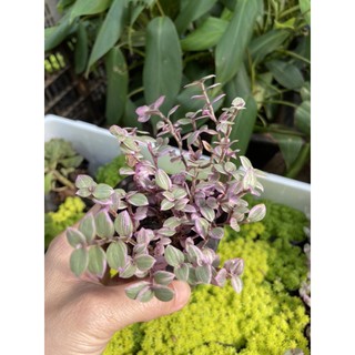 cây pink lady (cây tổ ong)