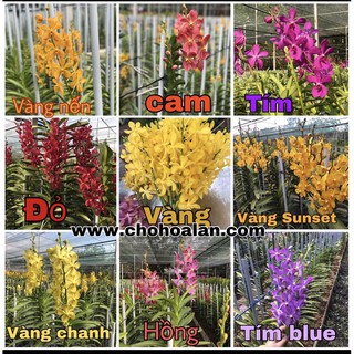 Lan Mokara Nhiều Màu Siêng Hoa