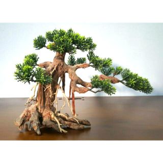 Lũa bon sai (37-29-20cm)