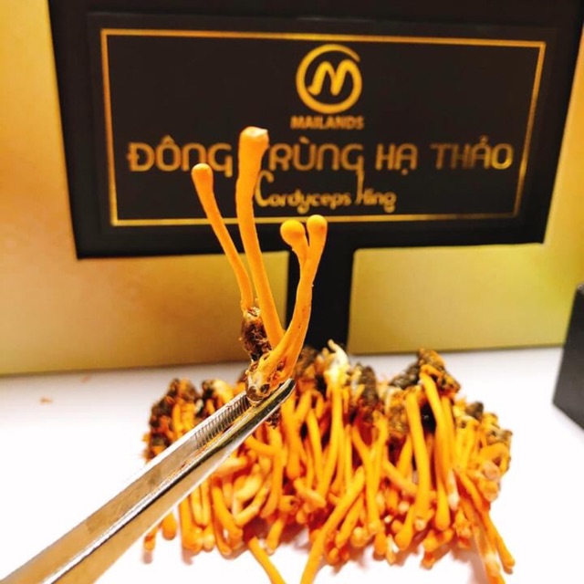 Dongtrunghathao.store