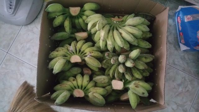 CHUỐI SÁP SỐNG TẠI VƯỜN CẦU KÈ TRÀ VINH | BigBuy360 - bigbuy360.vn