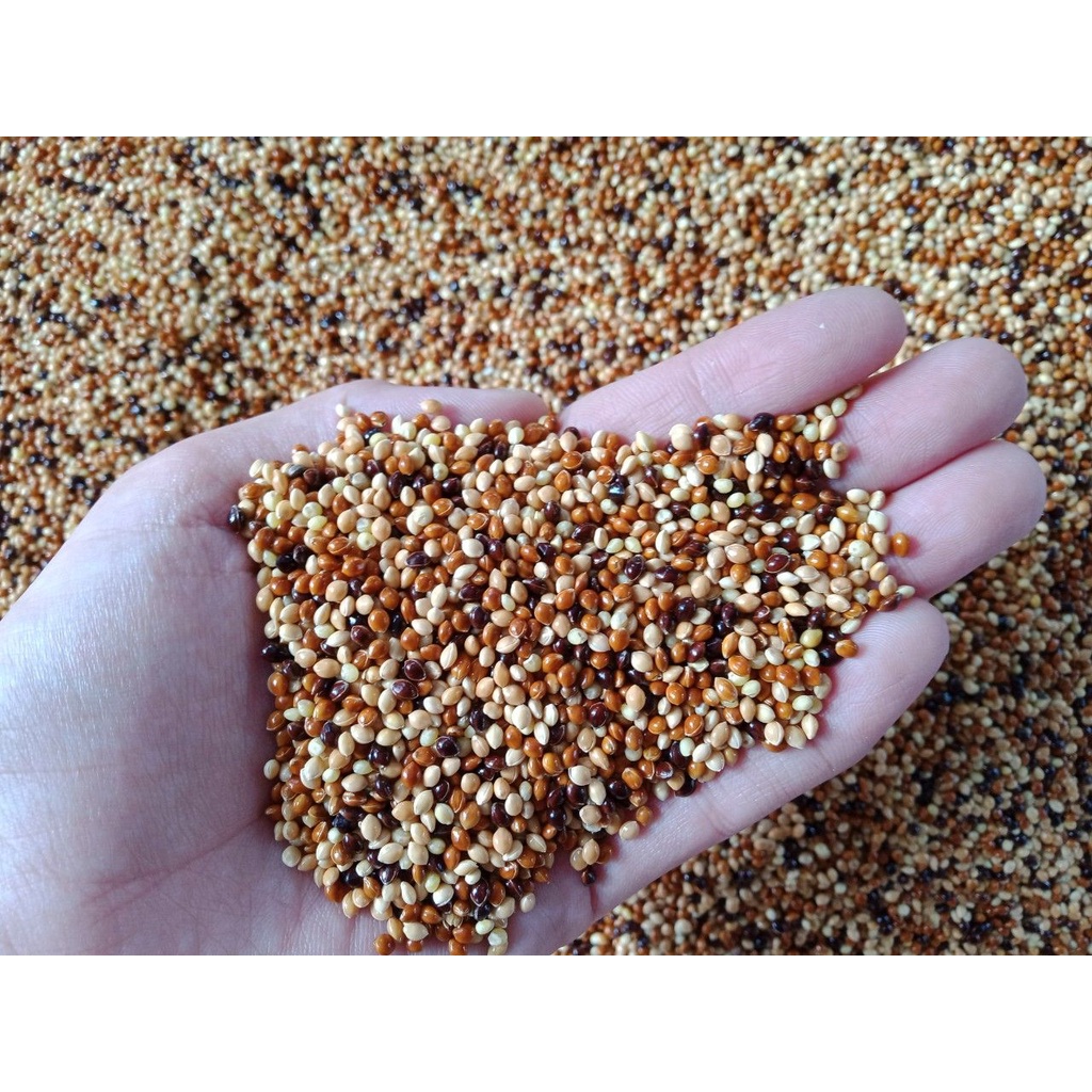 Thức ăn cho chim cu gáy hạt cỏ thái ngũ sắc