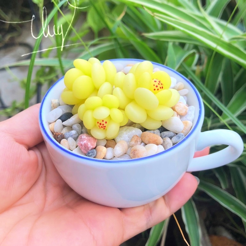 SEN ĐÁ ĐẤT SÉT/Quà Tặng Dễ Thương