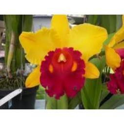 COMBO 5 CÂY Lan Cattleya Giống nhiều màu, hoa bông to đại cực thơm giá siêu rẻ