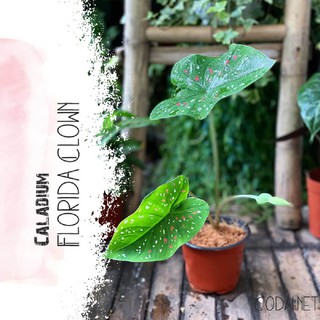 Cây Caladium Florida Clown (Môn Xanh Chấm Trắng, Môn Hề Florida) Size Lớn Chậu Nhựa