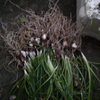 1 củ huệ mưa màu trắng