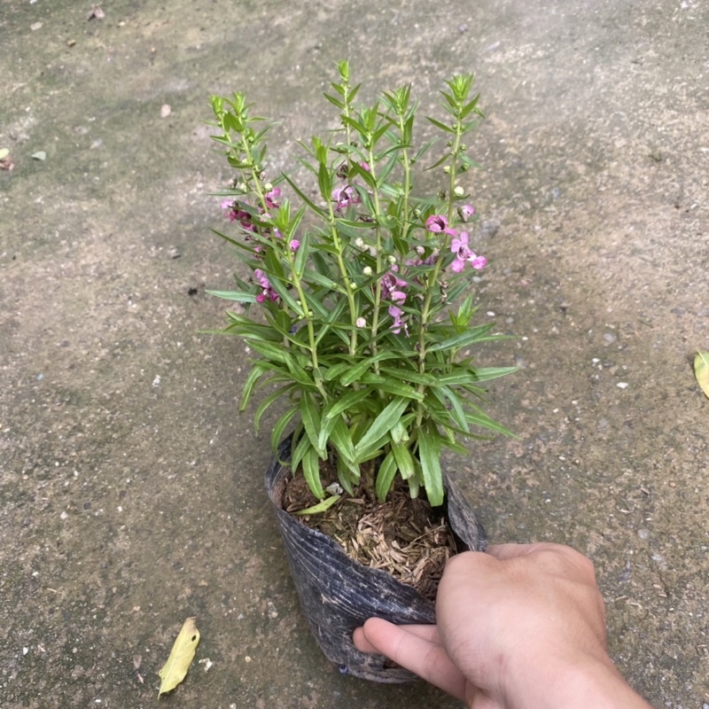 Cây hoa ngọc hân  trồng bịch đen thích hợp trang trí ban công sân vườn