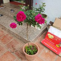 Combo 2 cây hoa hồng tree thân gỗ