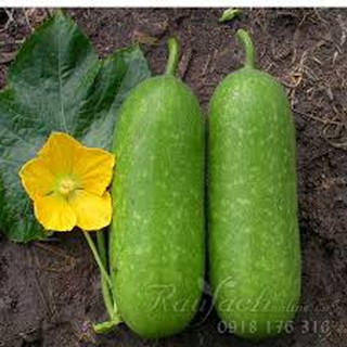 Hạt giống bí đao chanh gói 20 hạt