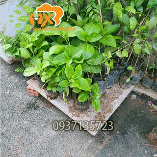 combo 5 cây cẩm tú cầu giống