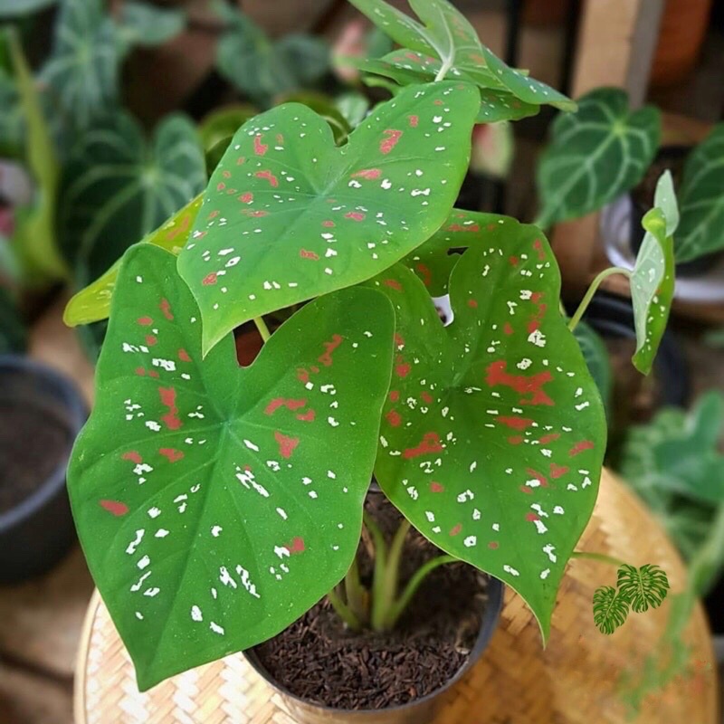 Củ🍀🌱 môn Caladium florida clown🍀🌱