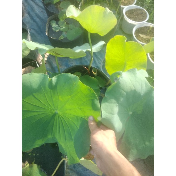 Củ Sen Giống Siêu Nghìn Cánh S1000