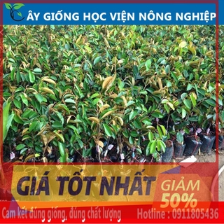 cây vú sữa lò rèn -cây ăn quả ,cây bóng mát cây mập giống chuẩn