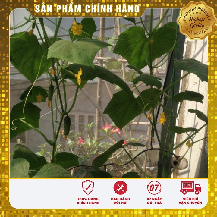 Hạt Giống Dưa Leo Bao Tử ( gói 10 hạt)
