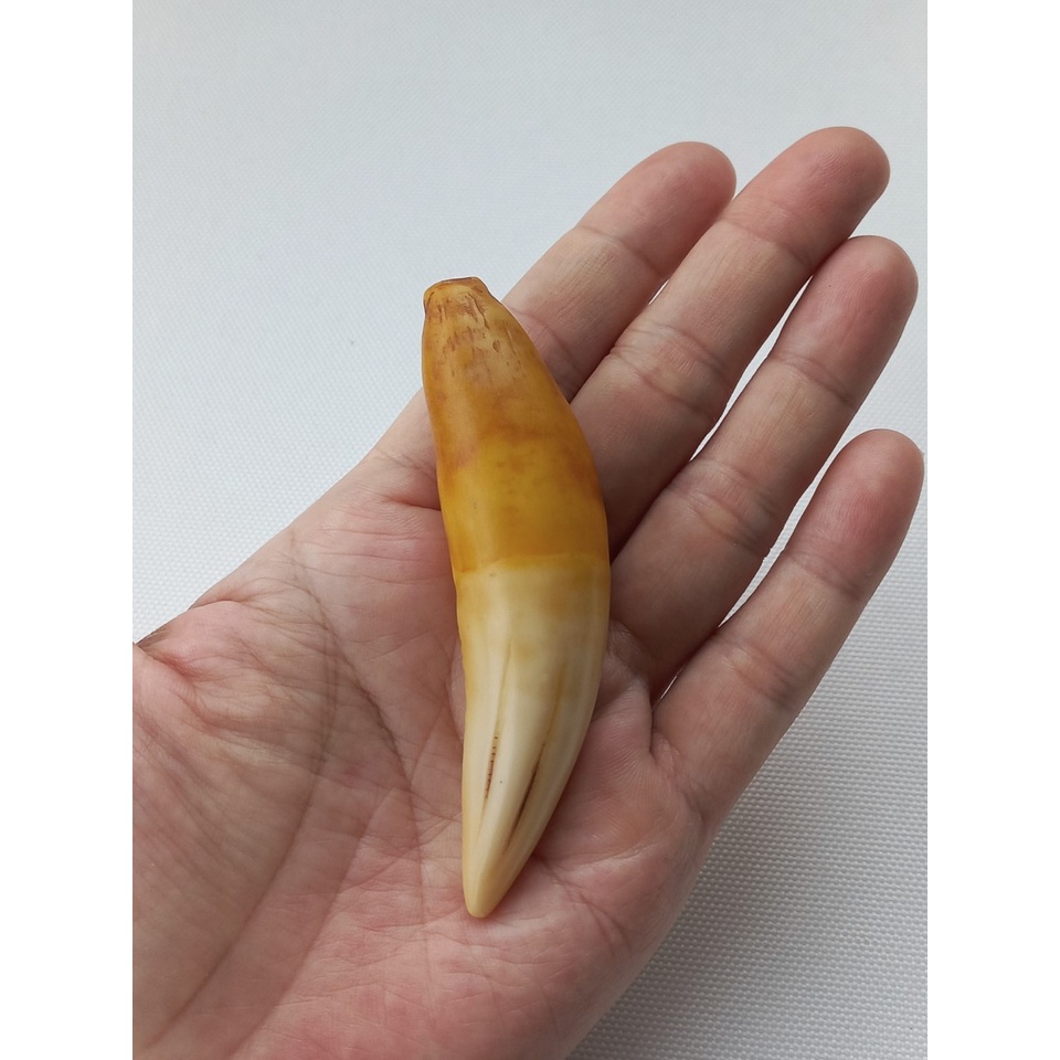 Nanh báo nhân tạo