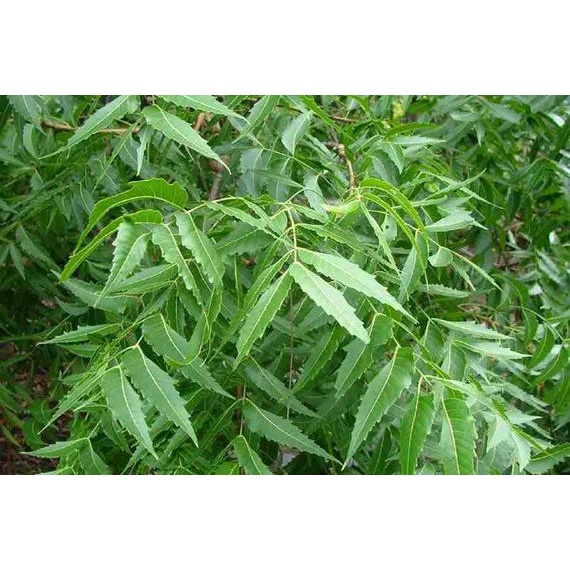Cây sầu đâu  - vị thuốc dân gian tốt cho sức khỏe