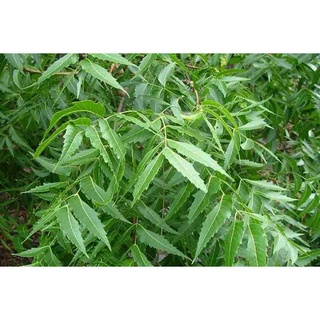 Cây sầu đâu - vị thuốc dân gian tốt cho sức khỏe
