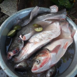Tinh mùi câu cá hương Hổ ( thơm )