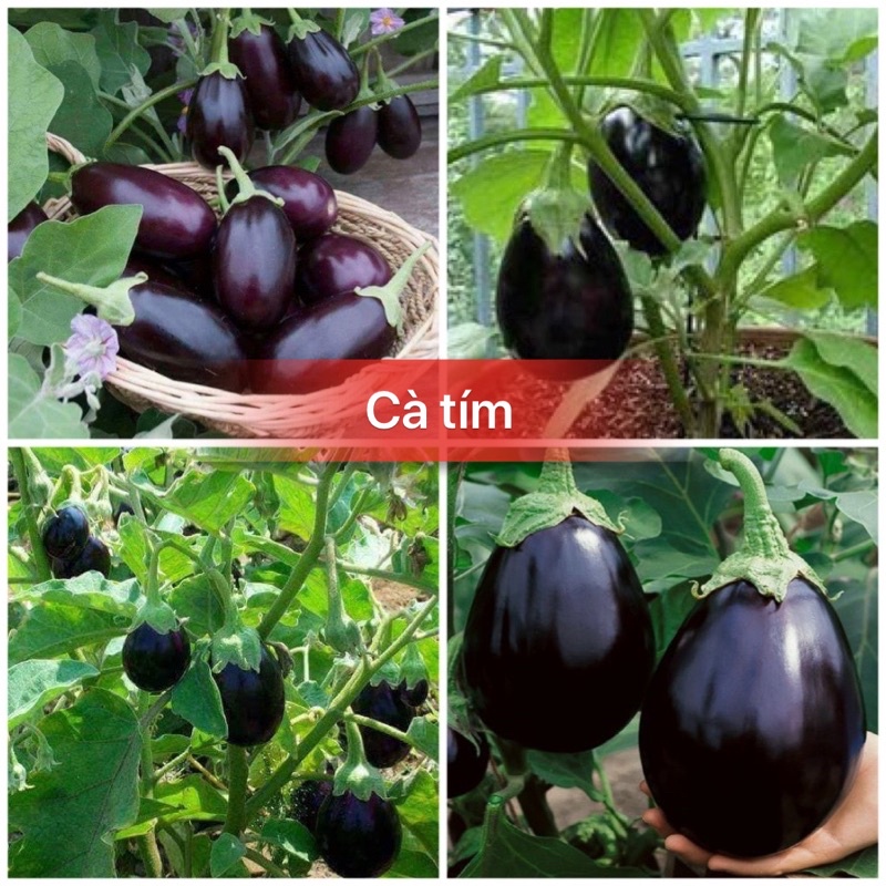 Hạt giống cà tím giọt nước cao sản F1