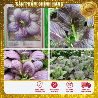 Hạt giống rau cải chít đỏ gia đình hat giong rau cai