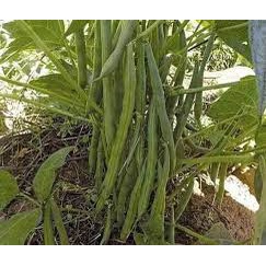 20gram Hạt Giống Đậu Cove Lùn 5501