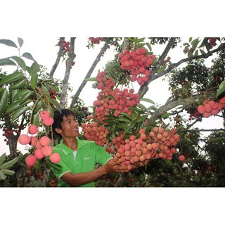 Giống Vải Không Hạt Thái Lan