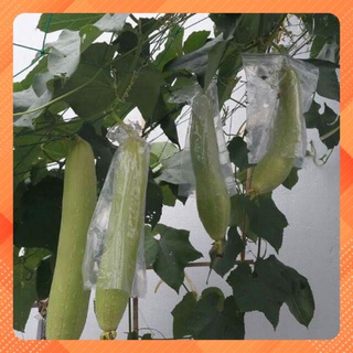 Hạt giống Mướp hương