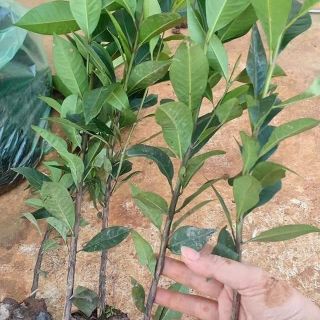 CÂY VỐI NẾP