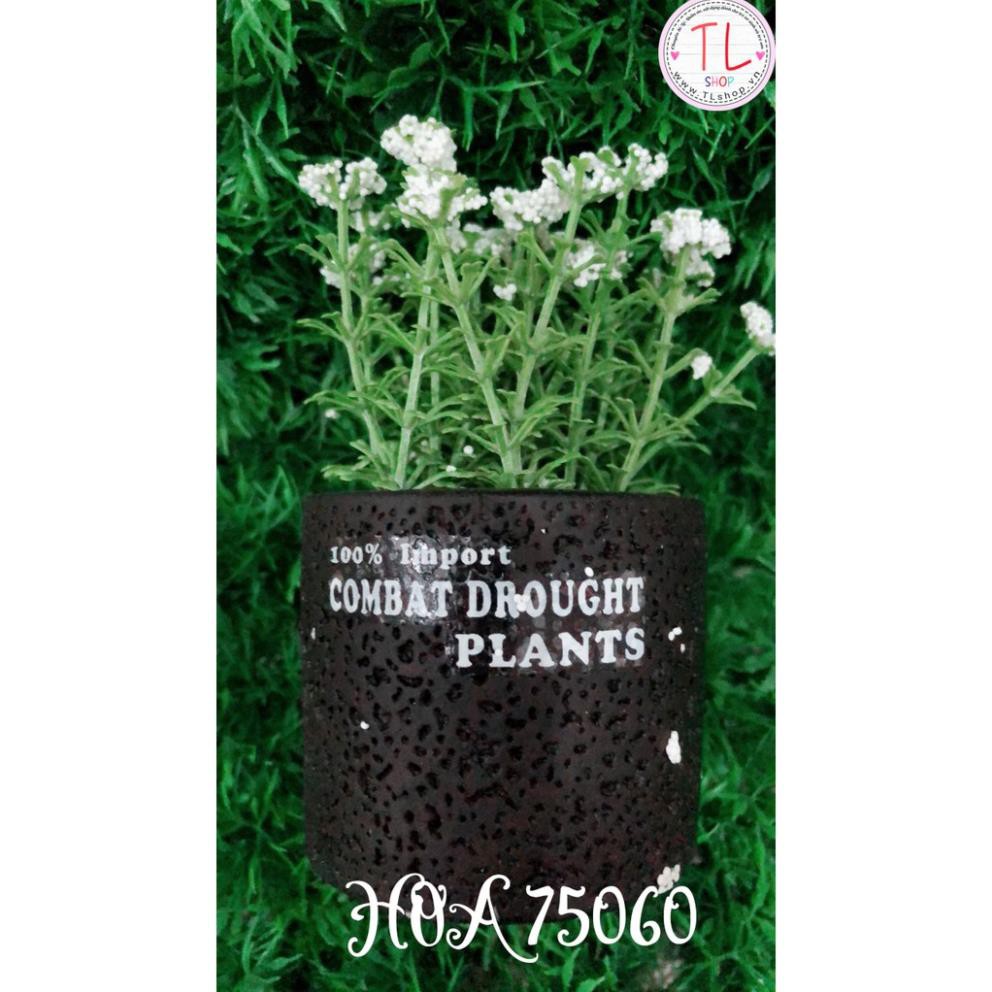 Chậu hoa bi trắng xinh xắn