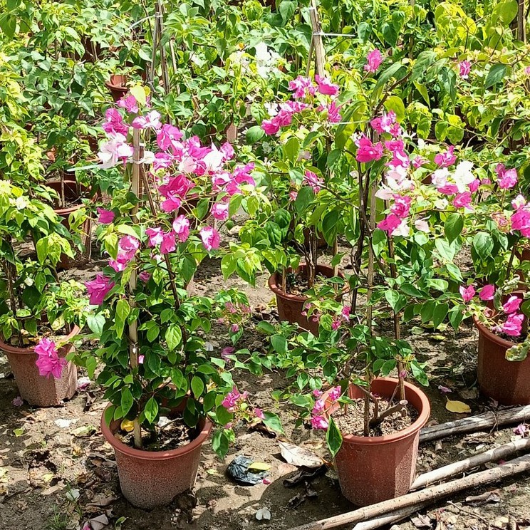 [ Miễn Phí Shíp ] Cây Hoa Giấy hai màu đang hoa cao 60-70cm ảnh thật chụp tại vườn