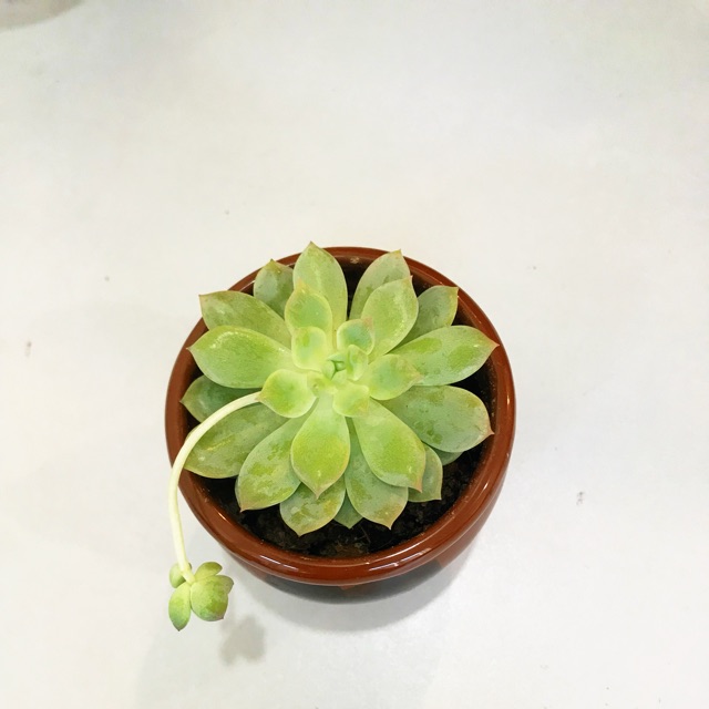 baobei