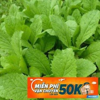 20g Hạt giống Cải bẹ xanh