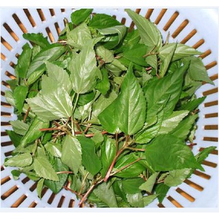 Bộ gói hạt giống rau Đay đỏ