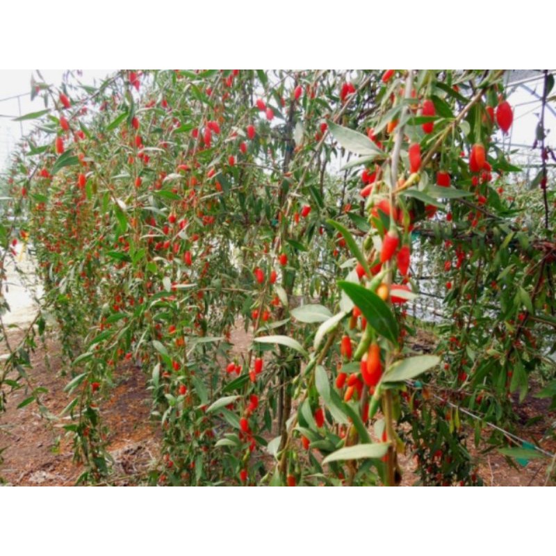 Hạt giống Câu Kỷ Tử lá dài (giống goji berry Lycium barbarum) trồng thuần khí hậu VN. Đảm bảo gieo là lên >90%