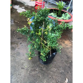 Lựu thái đang trái đang hoa cây cao 100cm - Trang Flowers