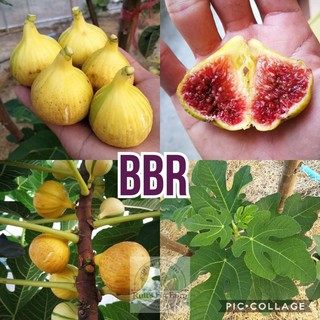CÂY GIỐNG SUNG MỸ TRÁI DẸT