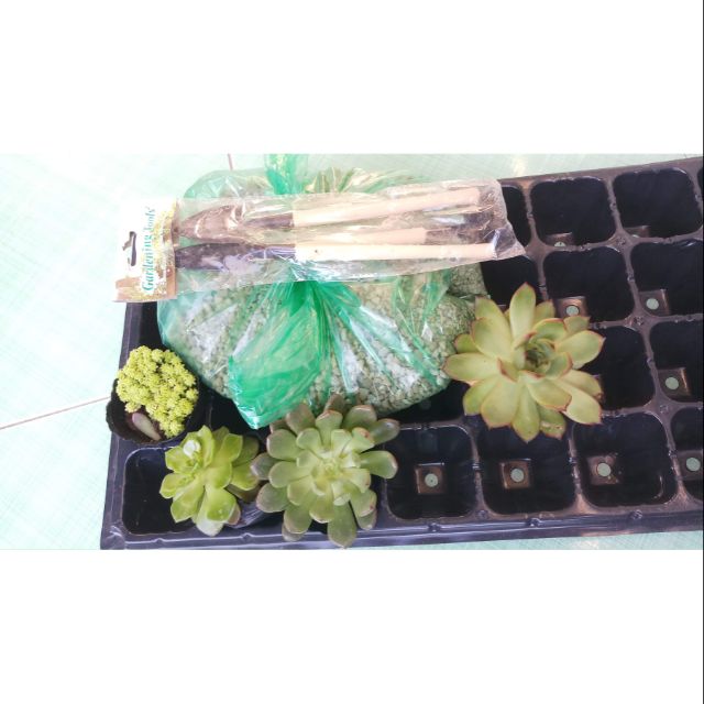combo sen đá, phụ kiện, đất, sỏi