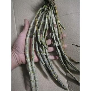 Lan rừng Long tu - Hoa lan rừng dễ trồng dễ chăm sóc đã xuống lá về ghép tháng giêng ra hoa