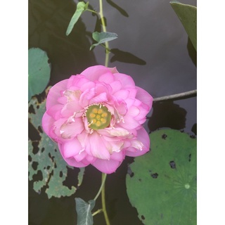 củ/ngó sen hồng, trắng theo yêu cầu