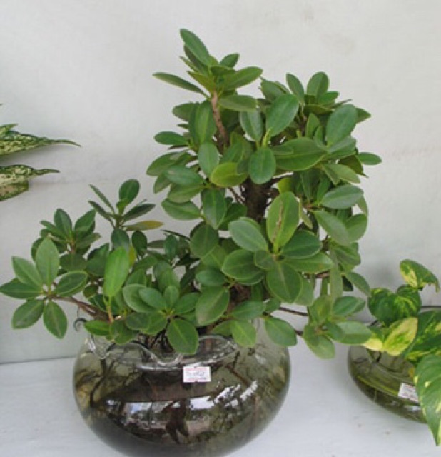 Cây da Nhật bản